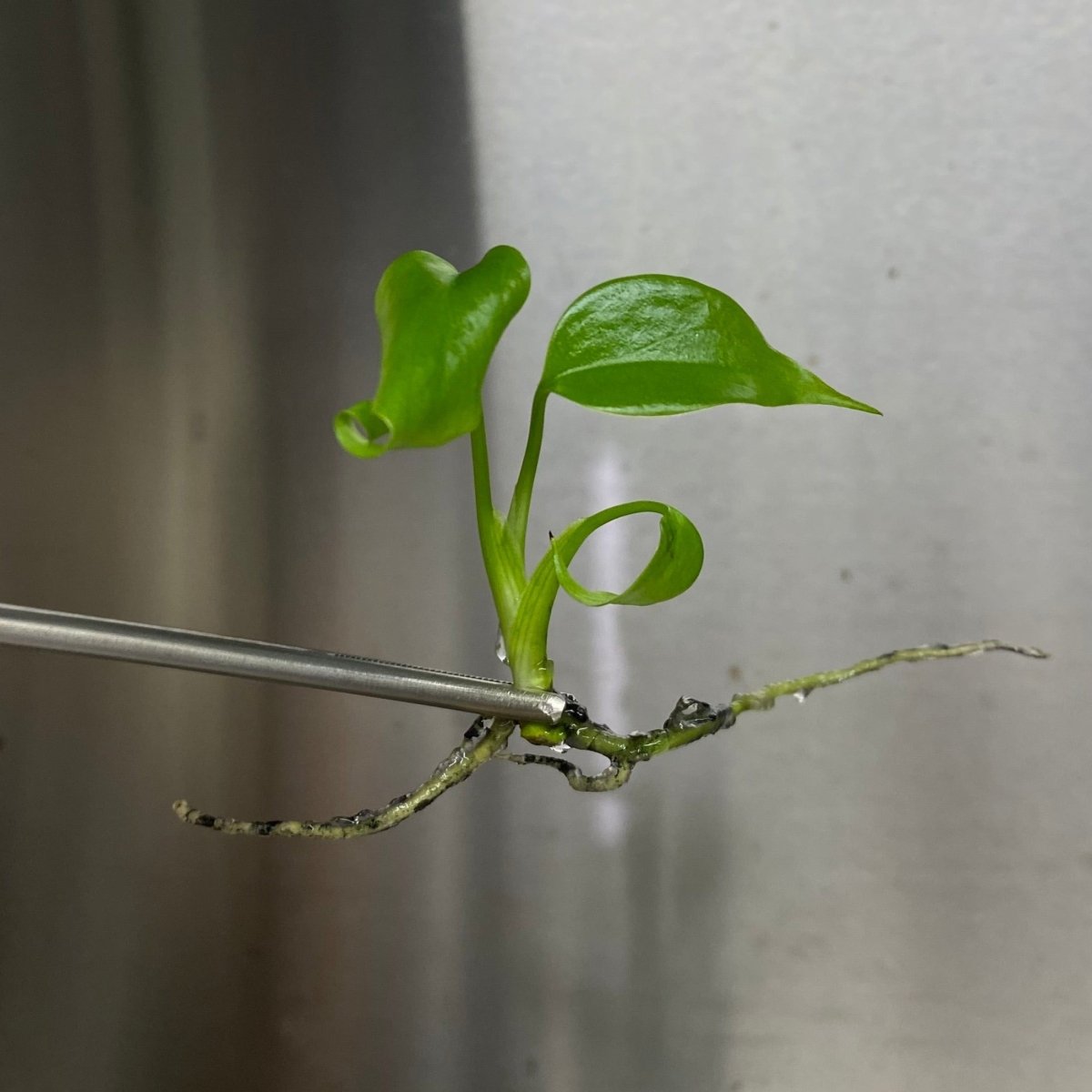  Monstera Deliciosa Sierrana Plantlets