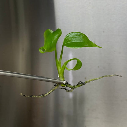  Monstera Deliciosa Sierrana Plantlets