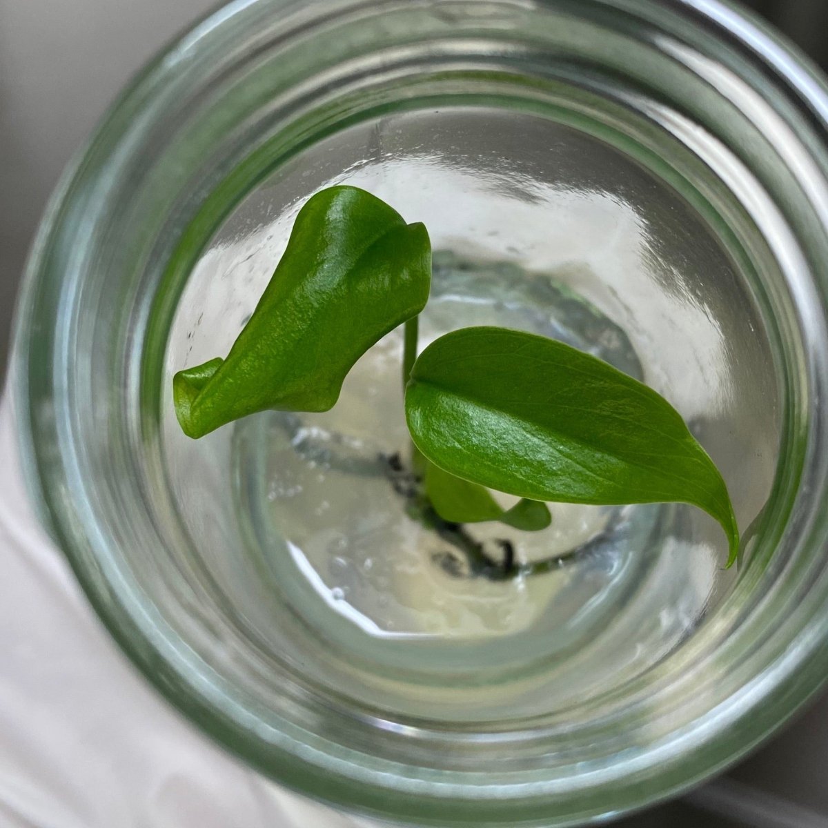 Monstera Deliciosa Sierrana Plantlets