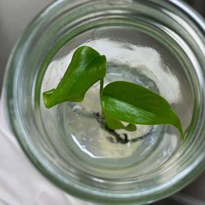  Monstera Deliciosa Sierrana Plantlets