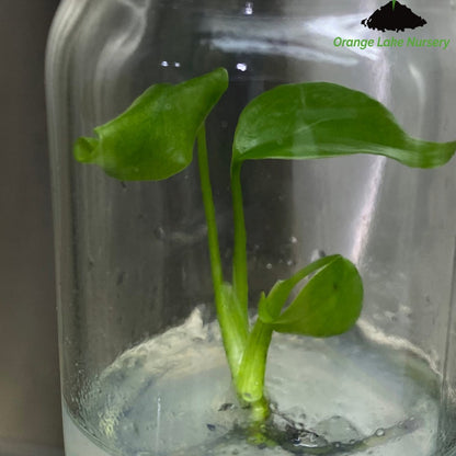  Monstera Deliciosa Sierrana Plantlets