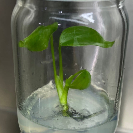  Monstera Deliciosa Sierrana Plantlets