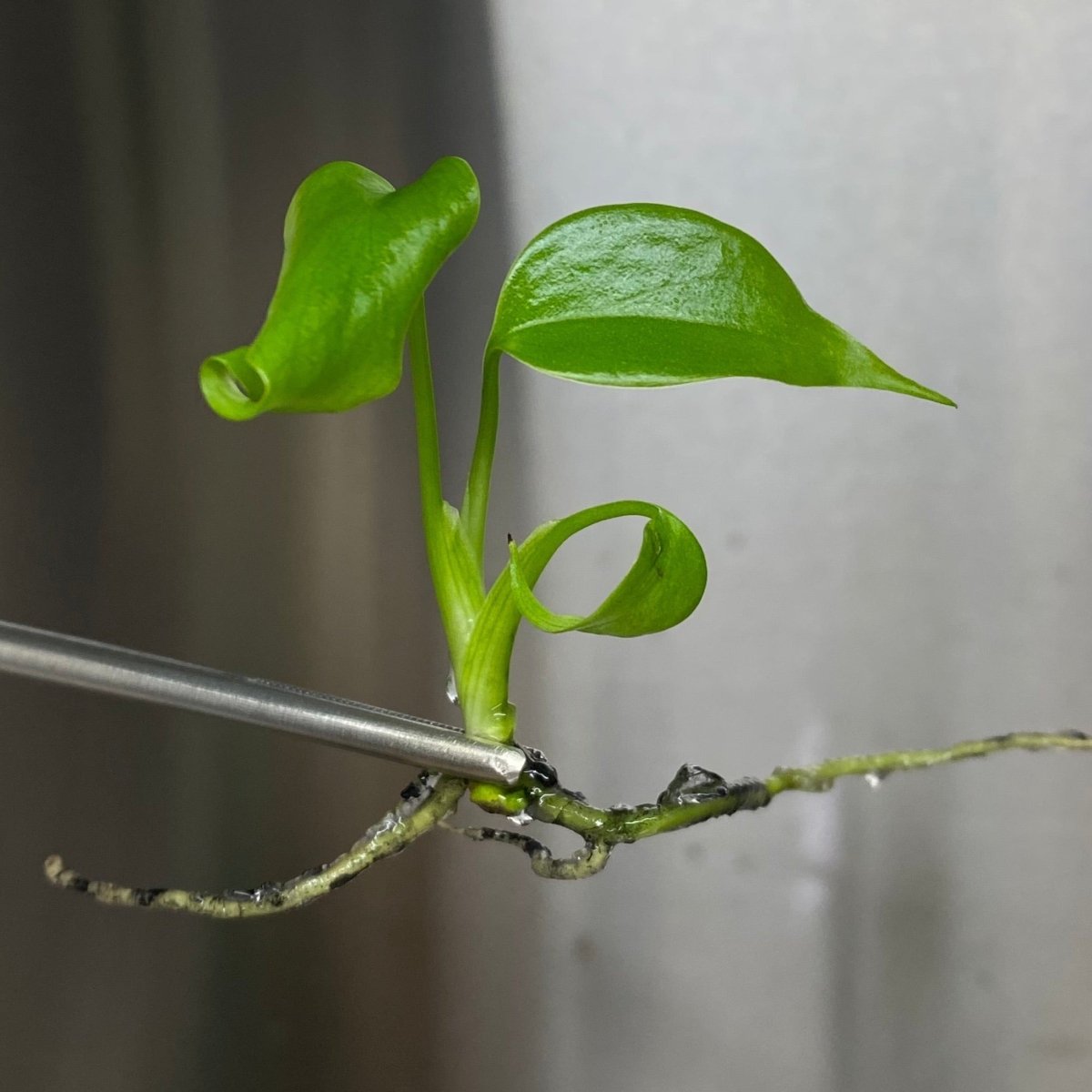  Monstera Deliciosa Sierrana Plantlets
