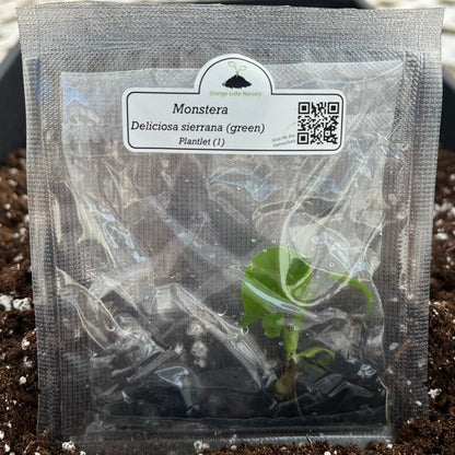  Monstera Deliciosa Sierrana Plantlets