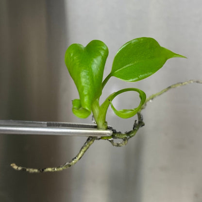  Monstera Deliciosa Sierrana Plantlets