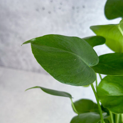  Monstera Deliciosa - Split-Leaf Philodendron