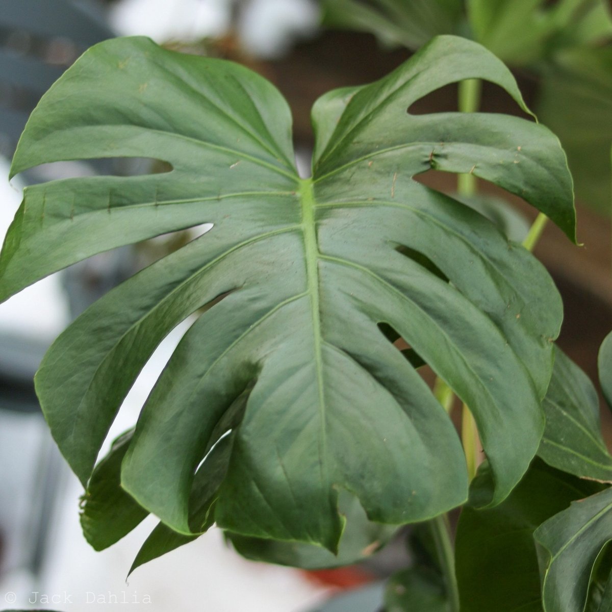  Monstera Deliciosa - Split-Leaf Philodendron