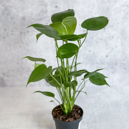  Monstera Deliciosa - Split-Leaf Philodendron