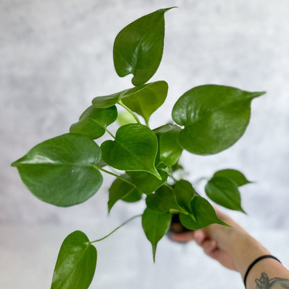  Monstera Deliciosa - Split-Leaf Philodendron
