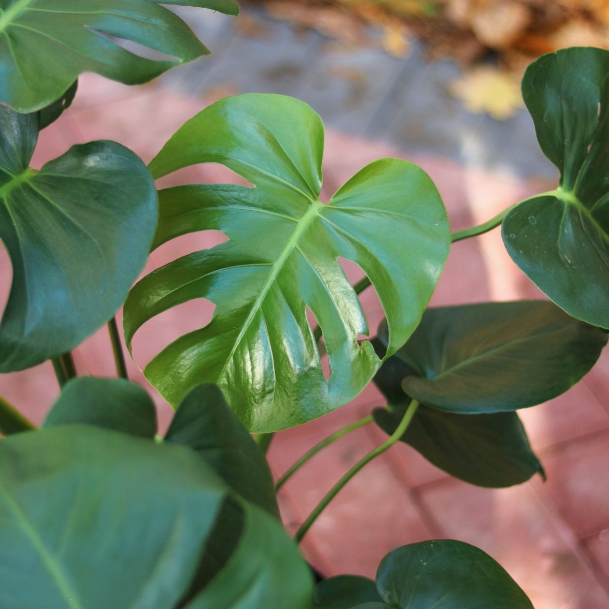  Monstera Deliciosa - Split-Leaf Philodendron