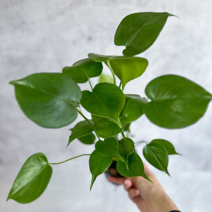  Monstera Deliciosa - Split-Leaf Philodendron