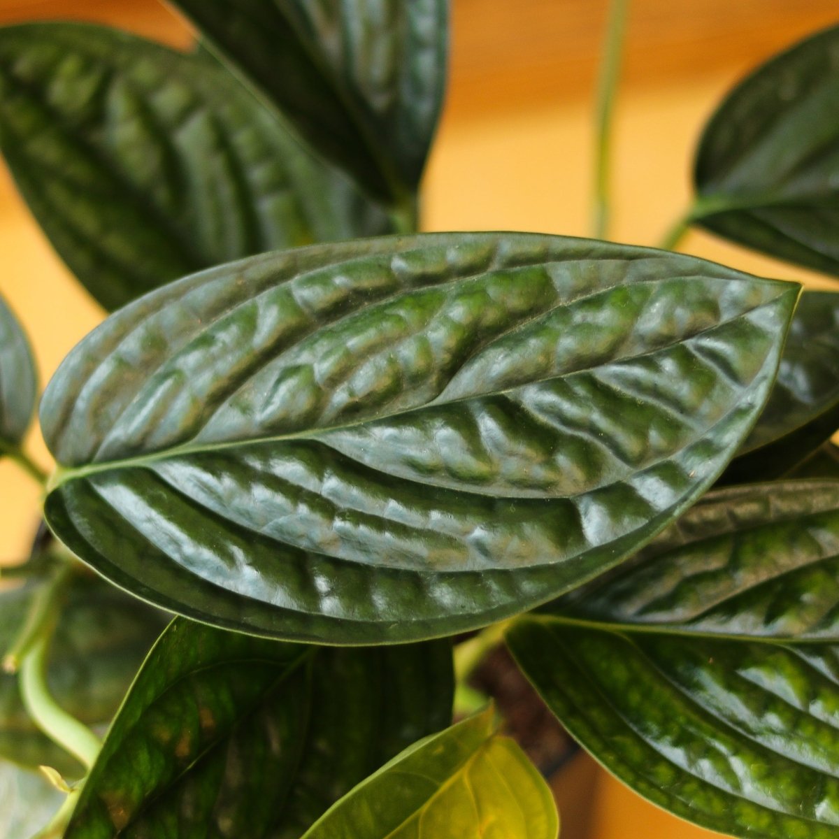  Monstera Karstenianum - ‘Monstera Peru’ - Various Sizes