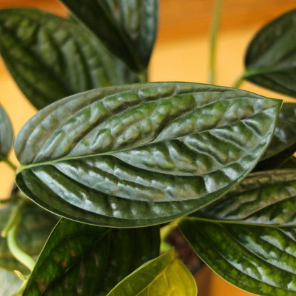  Monstera Karstenianum - ‘Monstera Peru’ - Various Sizes