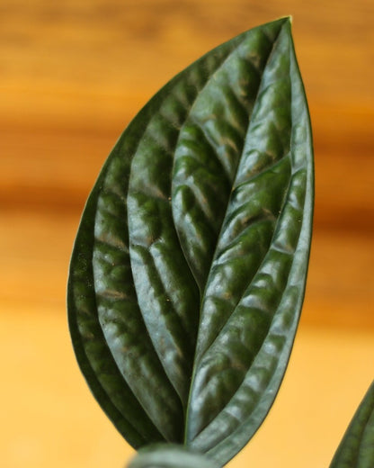  Monstera Karstenianum - ‘Monstera Peru’ - Various Sizes