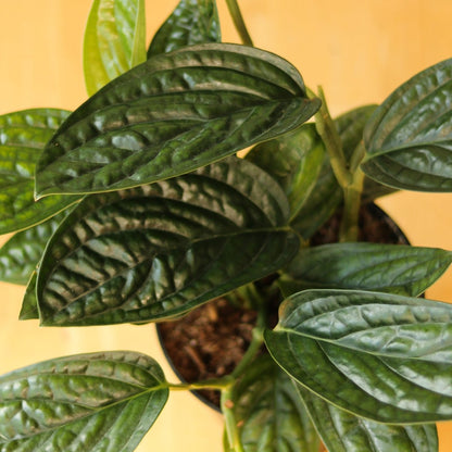  Monstera Karstenianum - ‘Monstera Peru’ - Various Sizes