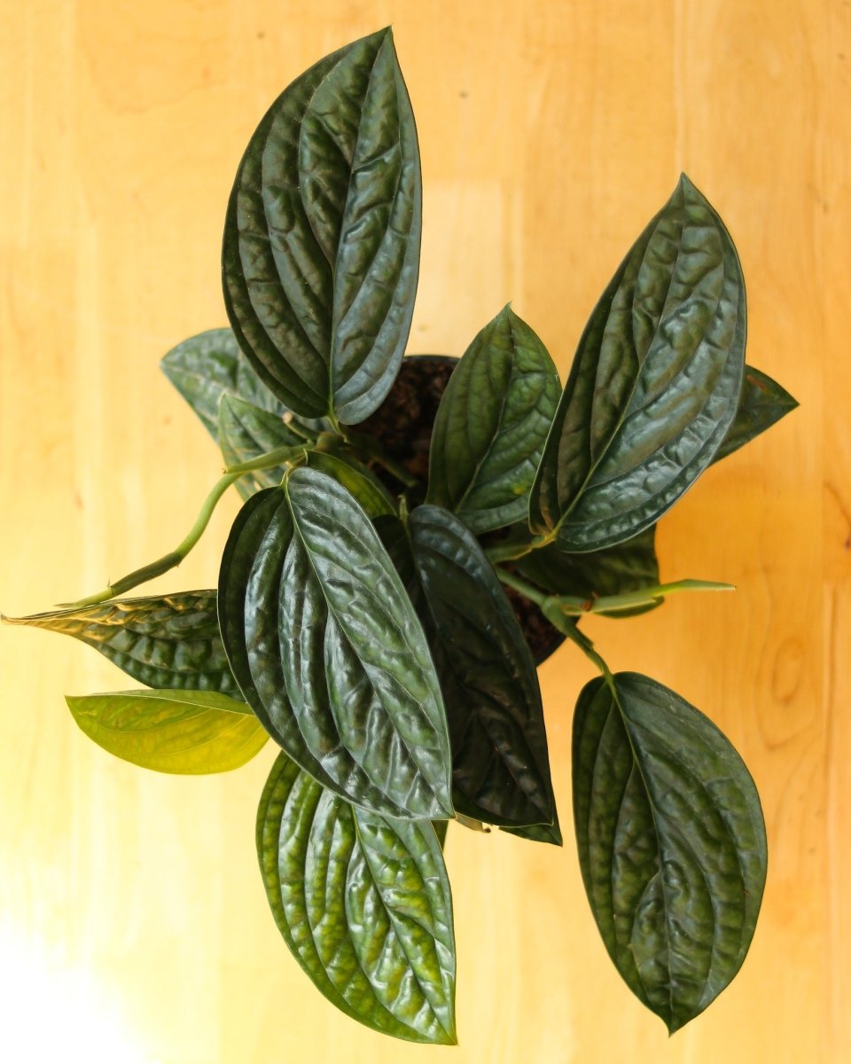  Monstera Karstenianum - ‘Monstera Peru’ - Various Sizes