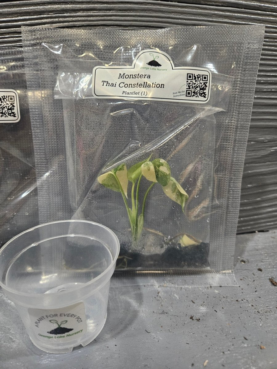  Monstera Madness Bundle - 3 Plantlets