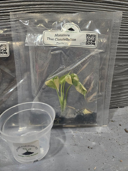  Monstera Madness Bundle - 3 Plantlets