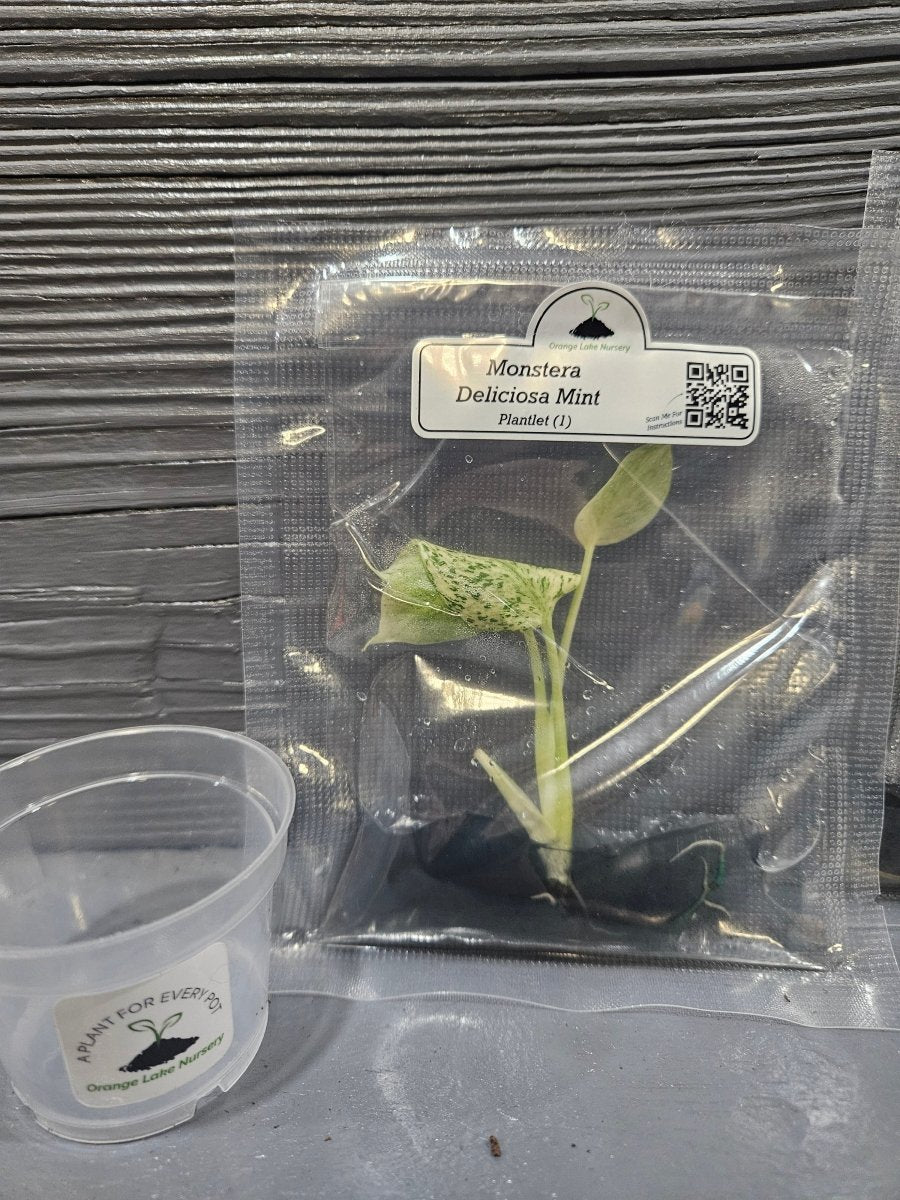  Monstera Madness Bundle - 3 Plantlets