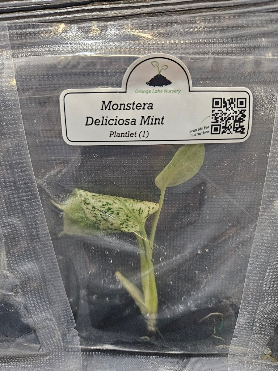  Monstera Madness Bundle - 3 Plantlets