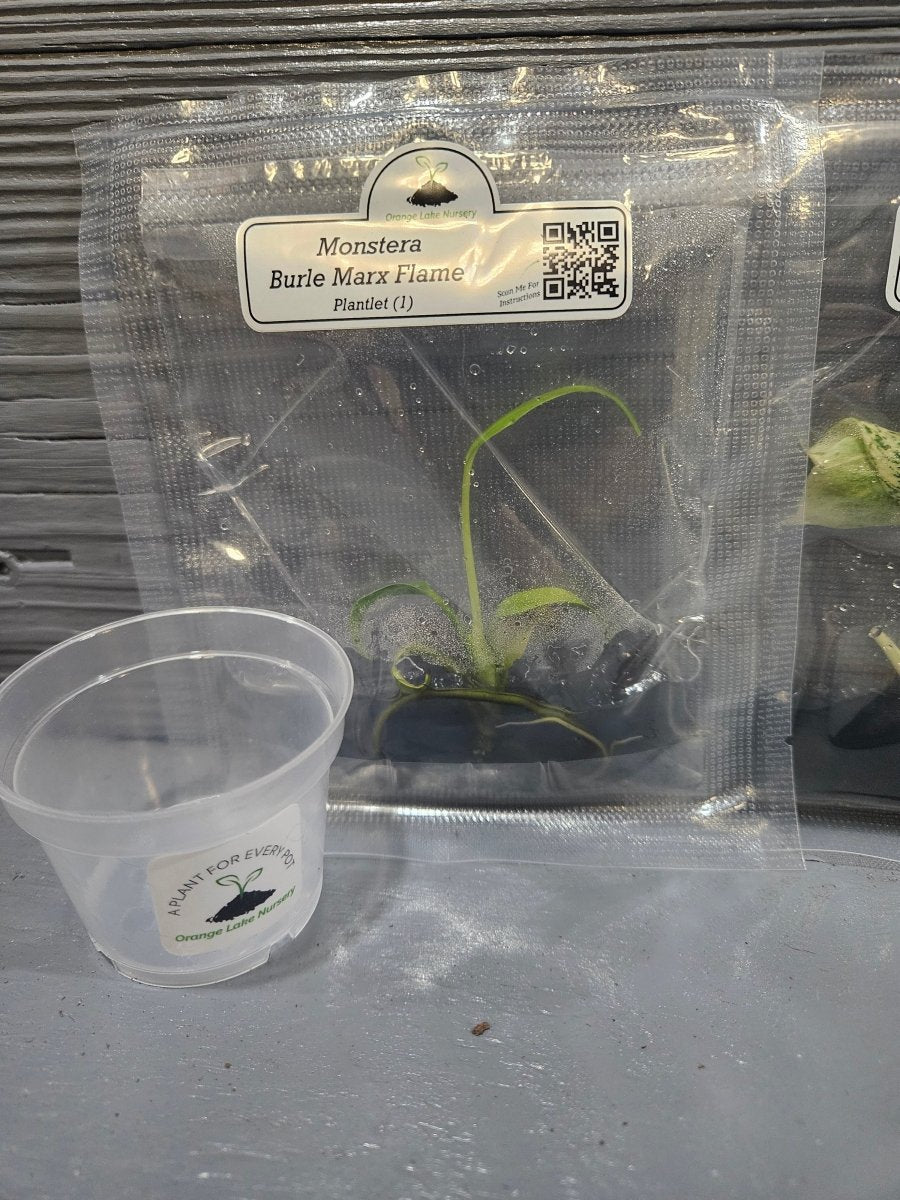  Monstera Madness Bundle - 3 Plantlets