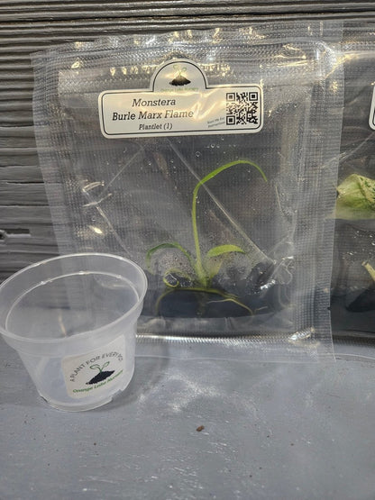  Monstera Madness Bundle - 3 Plantlets