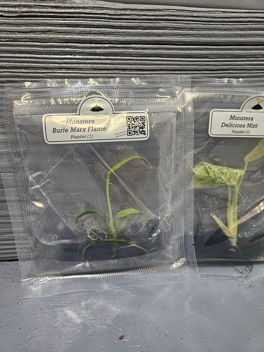  Monstera Madness Bundle - 3 Plantlets