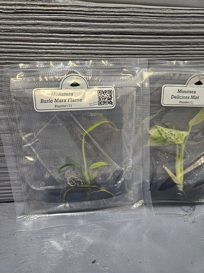  Monstera Madness Bundle - 3 Plantlets