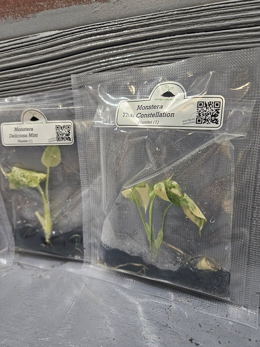  Monstera Madness Bundle - 3 Plantlets