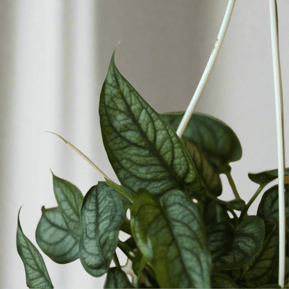 Monstera Siltepecana - Silverleaf Monstera Hanging Basket