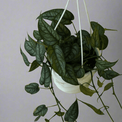  Monstera Siltepecana - Silverleaf Monstera Hanging Basket