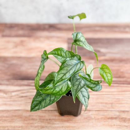  Monstera Siltepecana - Silverleaf Monstera