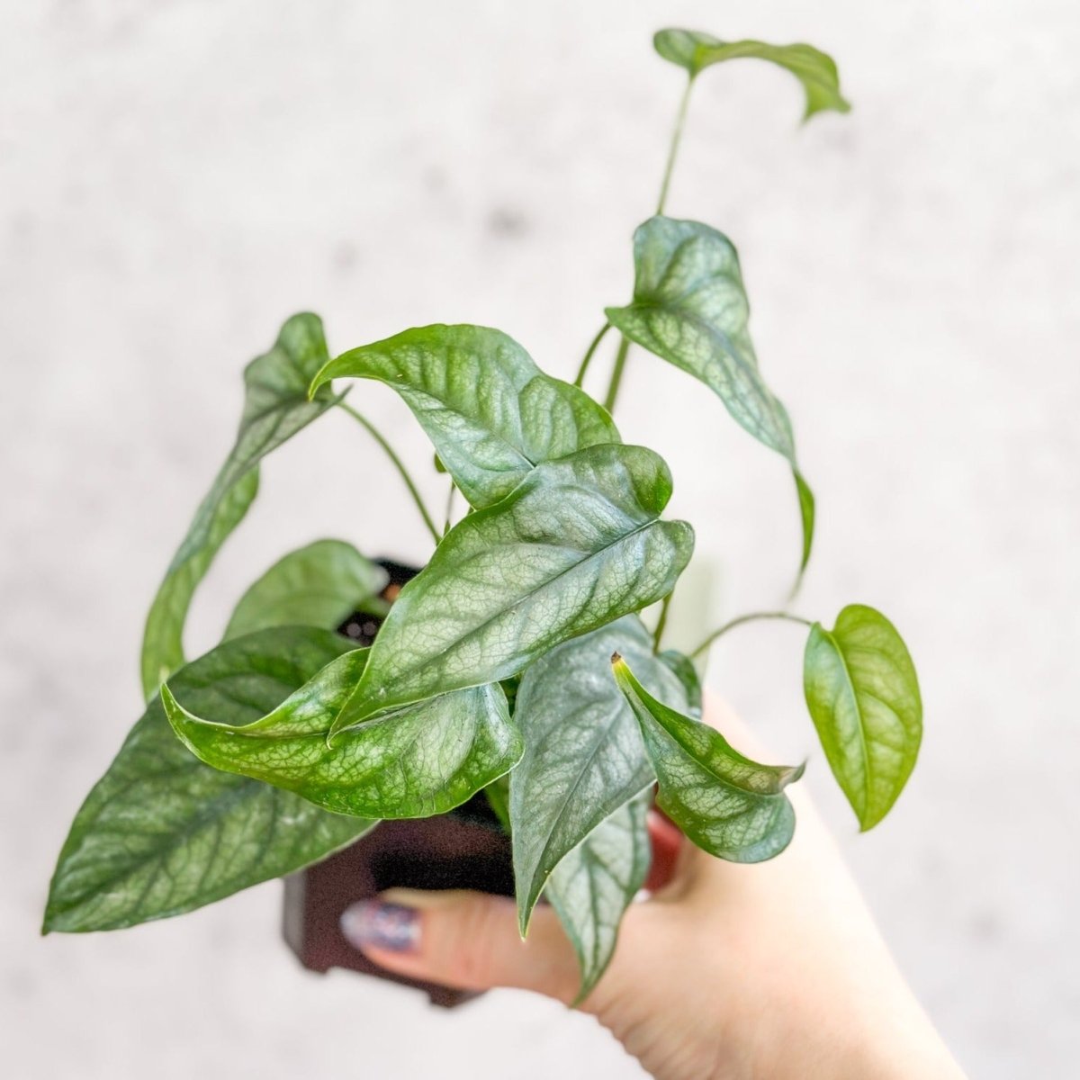 Monstera Siltepecana - Silverleaf Monstera