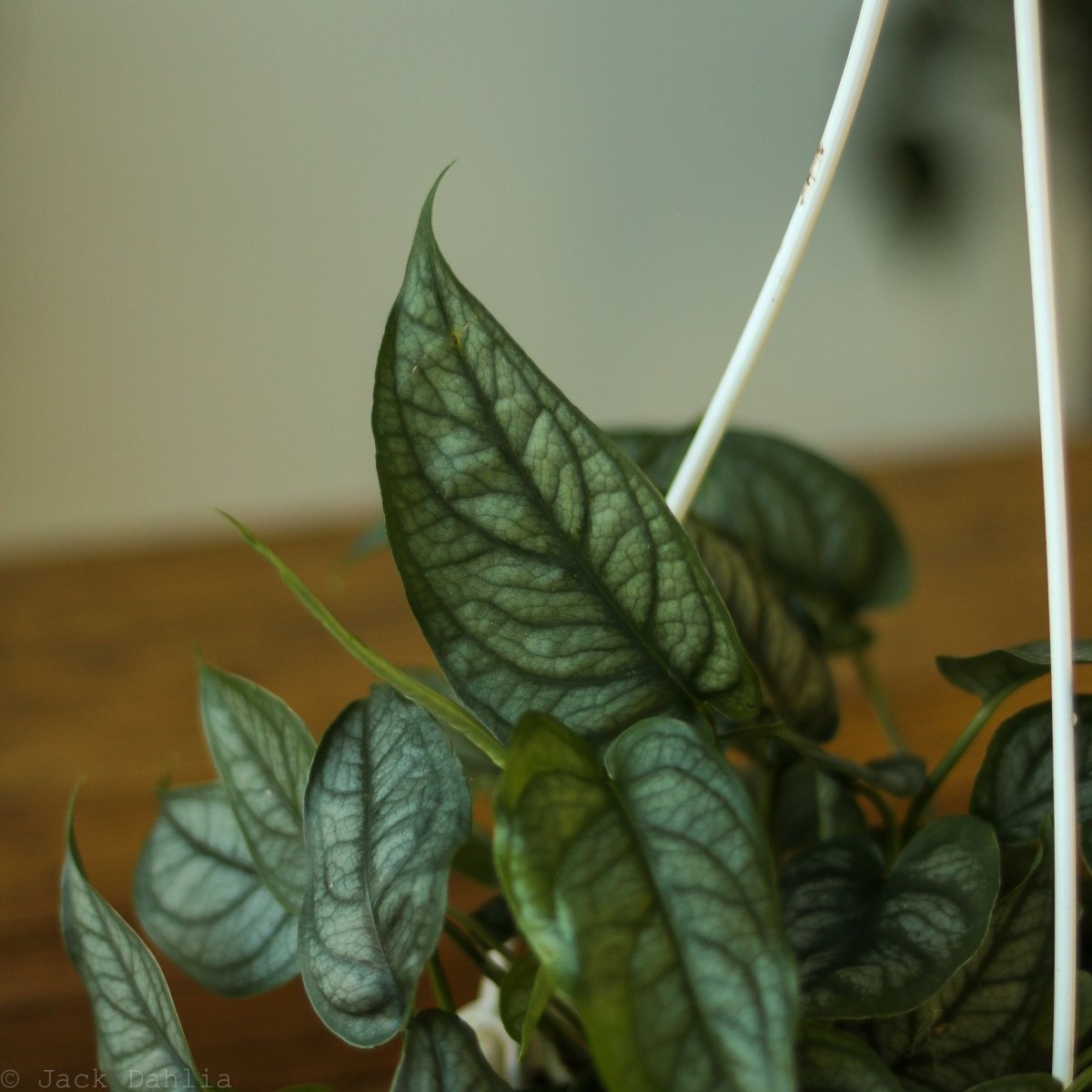  Monstera Siltepecana - Silverleaf Monstera