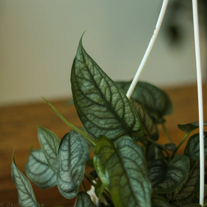  Monstera Siltepecana - Silverleaf Monstera