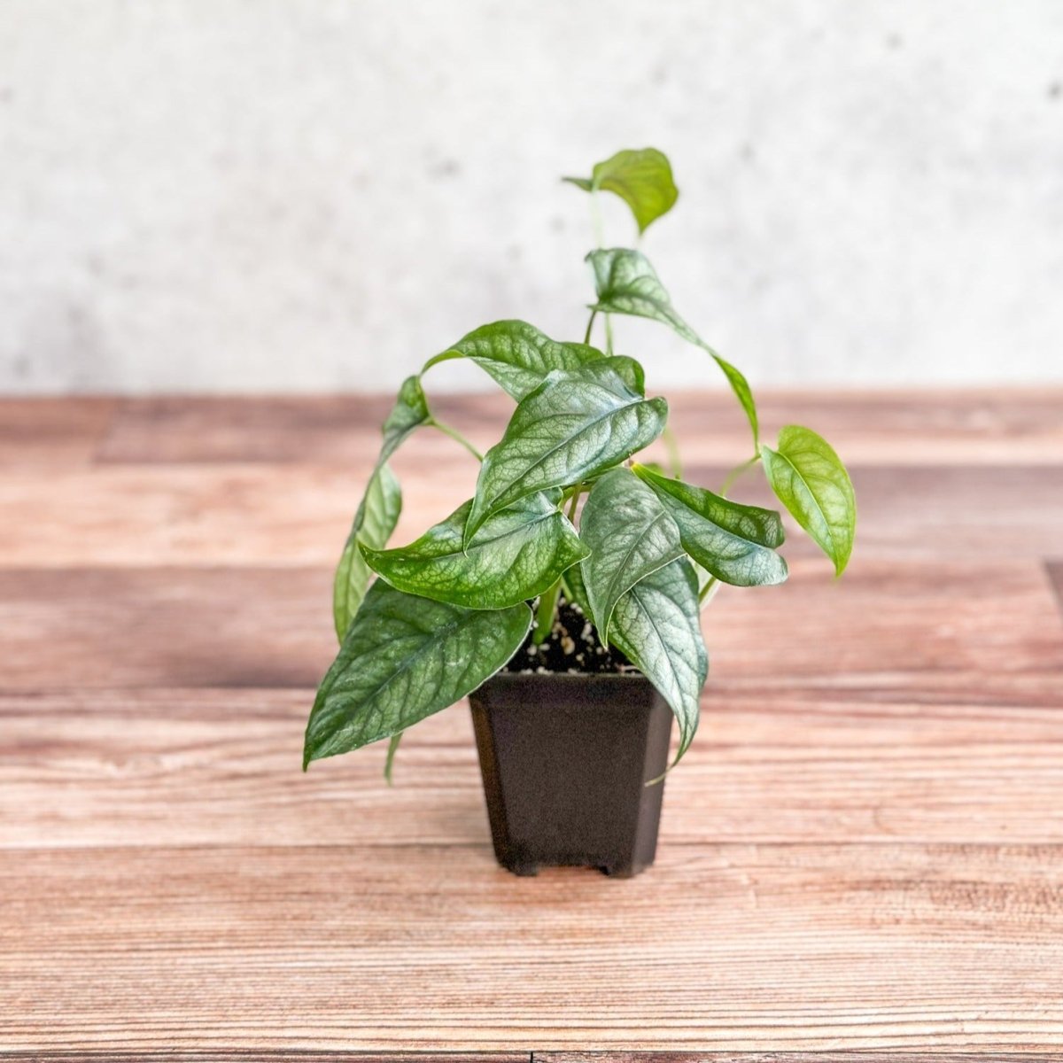  Monstera Siltepecana - Silverleaf Monstera