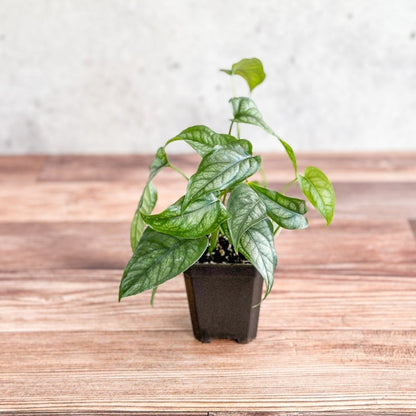  Monstera Siltepecana - Silverleaf Monstera