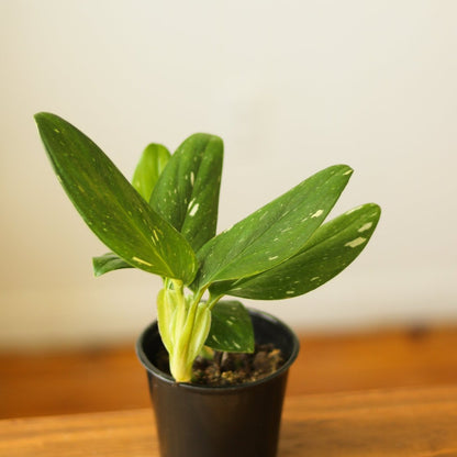  Monstera Standleyana Albo