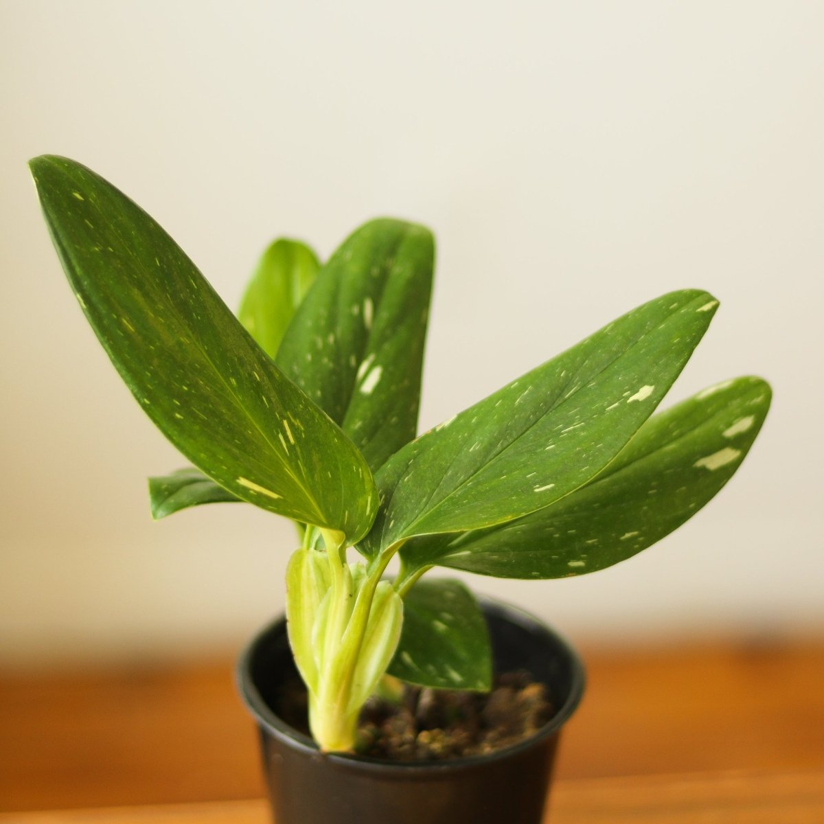  Monstera Standleyana Albo