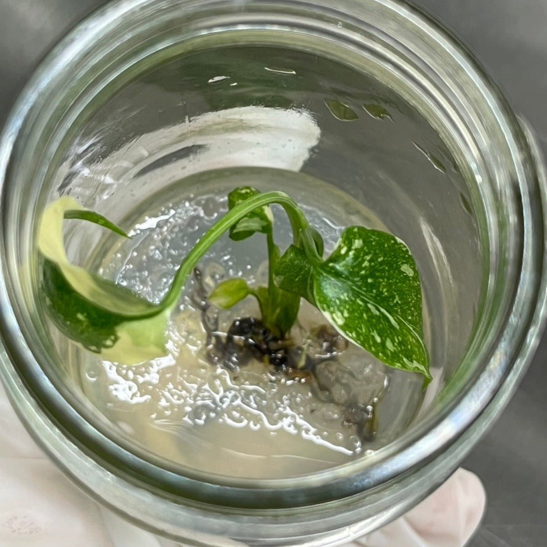  Monstera 'Thai Constellation' Plantlets- 4 Pack
