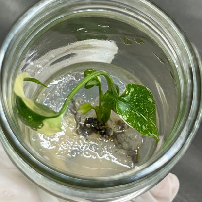 Monstera 'Thai Constellation' Plantlets- 4 Pack
