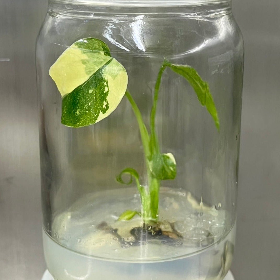  Monstera 'Thai Constellation' Plantlets- 4 Pack