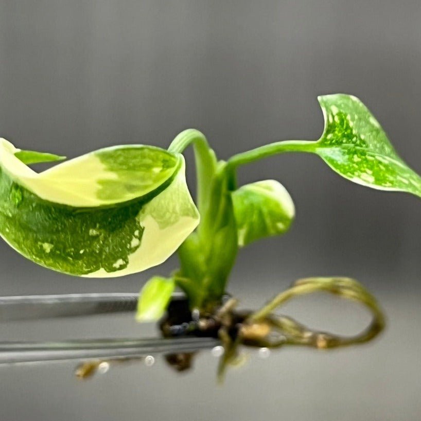 Monstera 'Thai Constellation' Plantlets- 4 Pack
