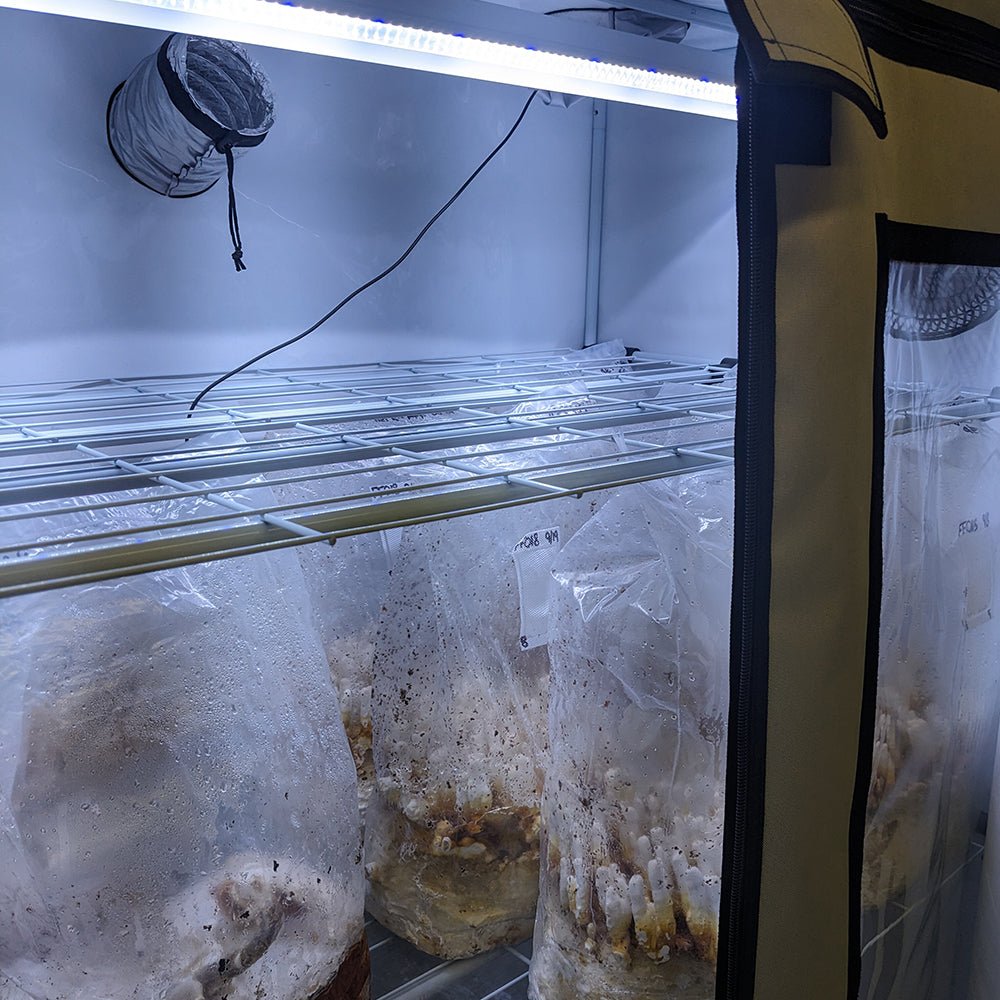  Mushroom Fruiting & Incubation 3-Tier Walden White LED Grow Tent Kit