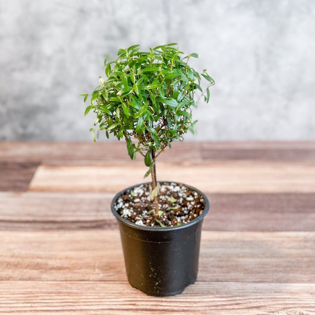  Myrtus Communis - Myrtle Topiary Tree - Various Sizes