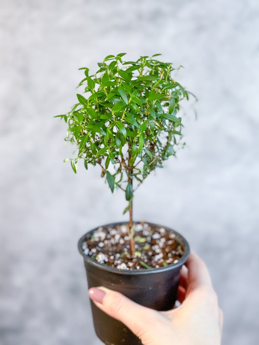  Myrtus Communis - Myrtle Topiary Tree - Various Sizes