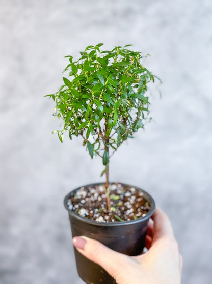  Myrtus Communis - Myrtle Topiary Tree - Various Sizes