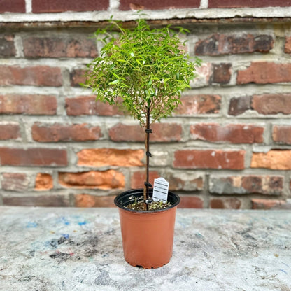  Myrtus Communis - Myrtle Topiary Tree - Various Sizes