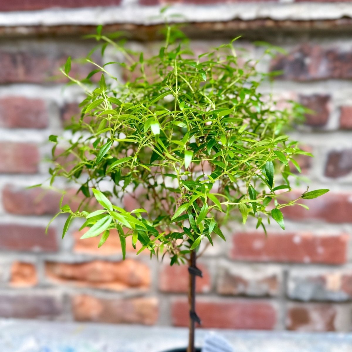  Myrtus Communis - Myrtle Topiary Tree - Various Sizes