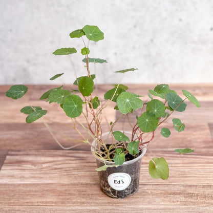  Nasturium - Tall Trailing Nasturitium Mix